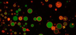 rna_szostak.jpg
